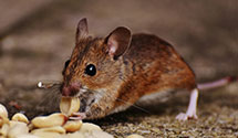 24 Hour & Emergency Exterminators in Hinsdale, IL